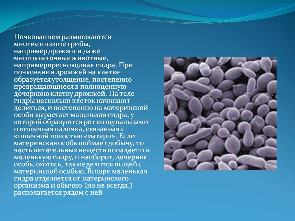 Ссылки для tor