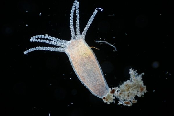 Kraken ссылка onion 2kmp
