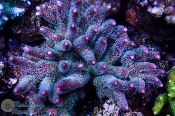 Kraken market3