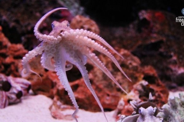 Kraken адрес