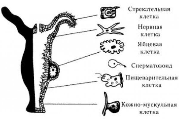 Kraken tor ссылка kraken014 com