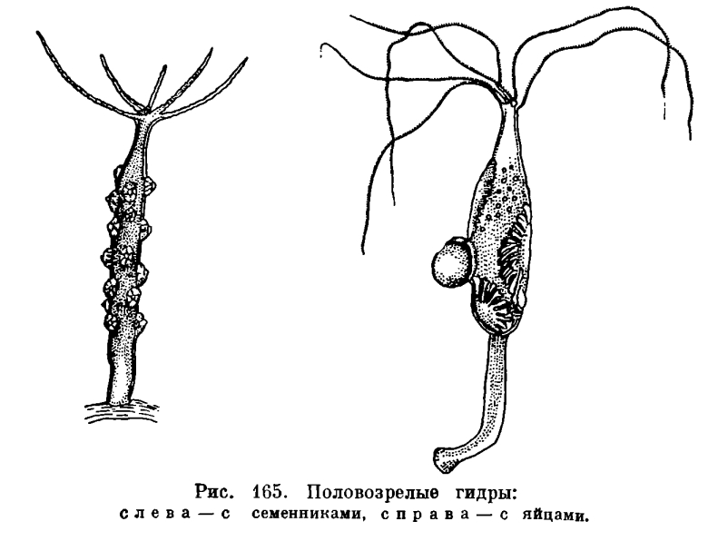 Кракен дарк шоп